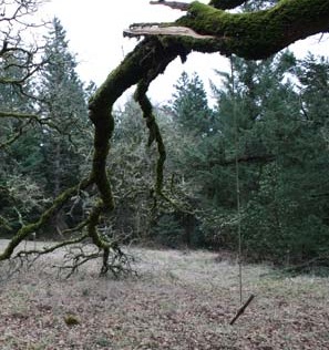 This dead tree may have looked large and sturdy enough to support a tree swing, but its brittle bark and branches make it an unsuitable and dangerous candidate.